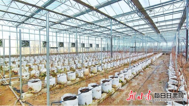 河州红树莓智能温室内树莓植株长势良好。(临夏市融媒体中心供图)