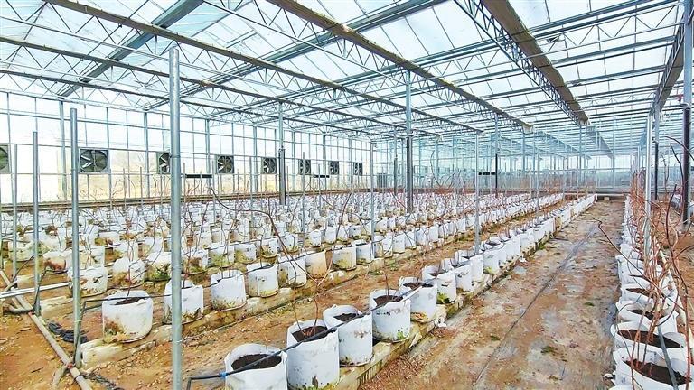 河州红树莓智能温室内树莓植株长势良好。(临夏市融媒体中心供图)