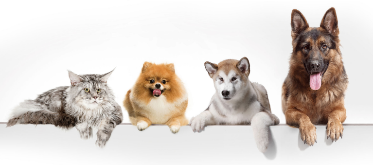 宠物会有感染幽门螺旋杆菌的风险吗视频讲解（健康课堂 | 关注宠物诊断，关注幽门螺旋杆菌）