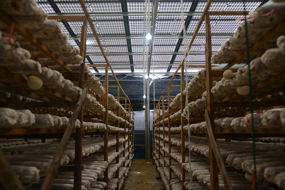 　　吉巷乡前垅村完成改造的菇棚棚上发电，棚下养菇。新华社记者李昊泽 摄