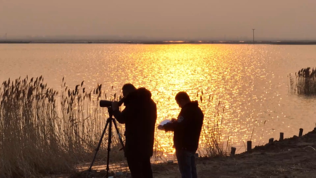 △山东黄河三角洲国家级自然保护区高级工程师王安东（左一）与同事在保护区观测鸟类