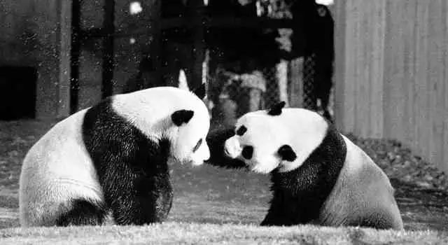 △大熊猫“玲玲”和“兴兴”在华盛顿动物园