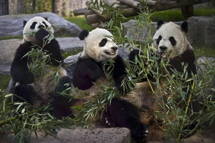 △加拿大多伦多，大熊猫“二顺”和她的幼崽加盼盼和加悦悦分享竹子