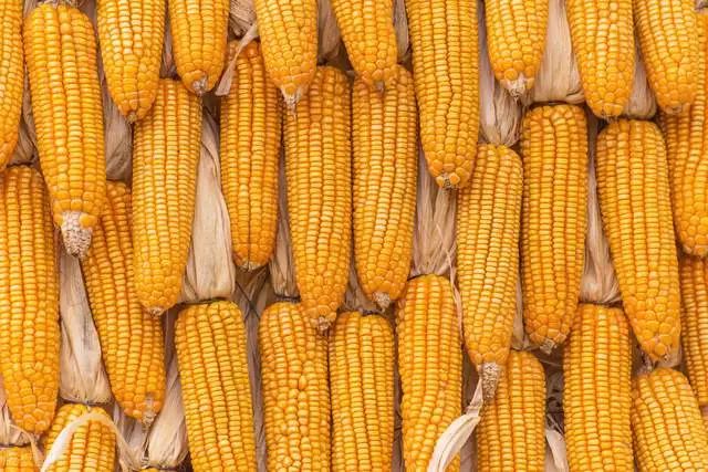 什么是青稞玉米碴 c82e-922ae89108c3b833db28c9132b3e0a24.jpg