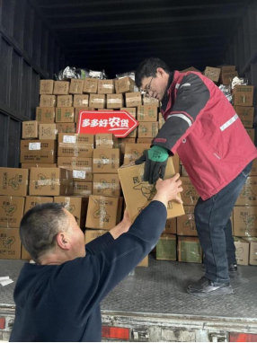 ▲在民勤县,每天都有大量人参果被发往全国各地。小龙|摄