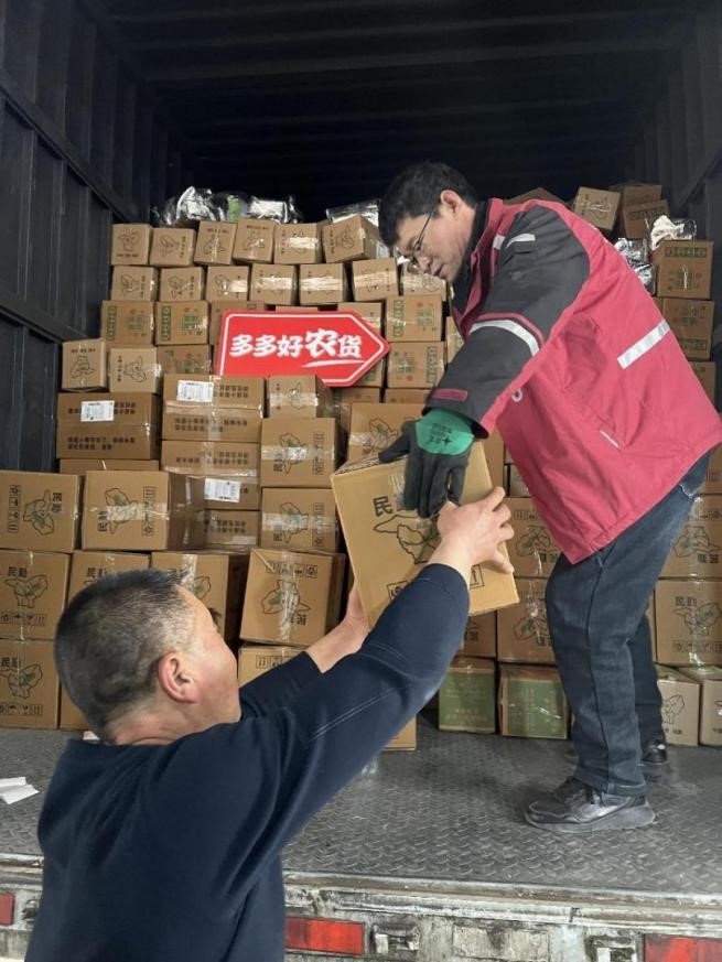 ▲在民勤县,每天都有大量人参果被发往全国各地。小龙|摄
