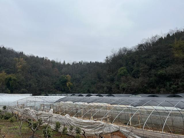 王皝种食用菌的大棚。图/九派新闻 徐鸣