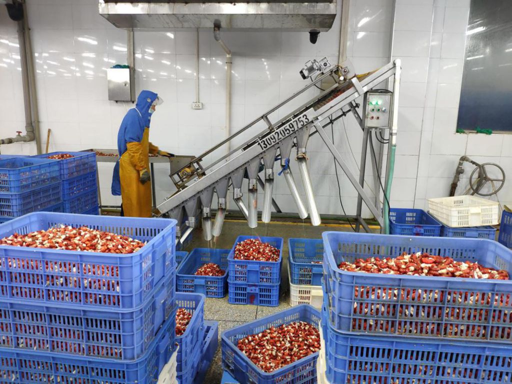 企业成品车间已经过初加工的小龙虾