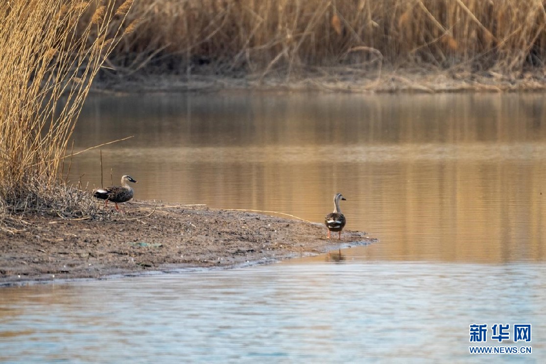 　　图为两只斑嘴鸭在河北雄安新区孝义河河口湿地附近的芦苇荡歇脚、觅食。新华网发 高盟摄
