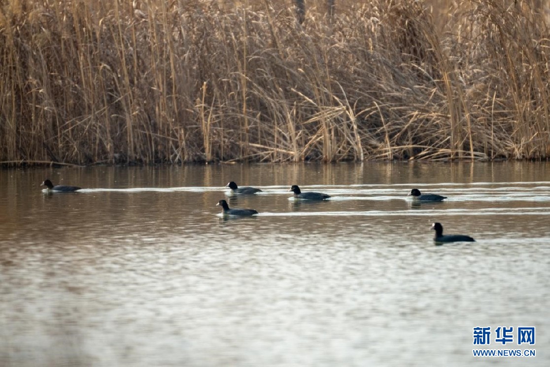 　　近日，几只骨顶鸡在河北雄安新区孝义河河口湿地一处水域追逐嬉戏。新华网发 高盟摄