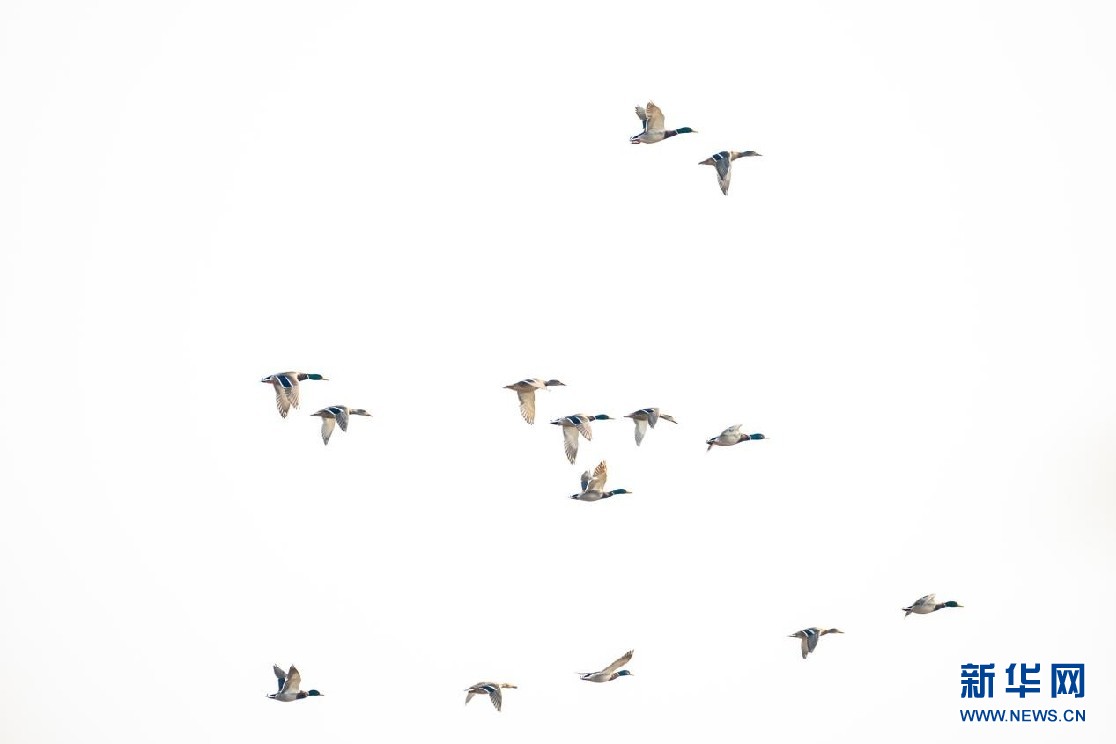 　　一群绿头鸭在料峭的春风中飞翔，为春日的湿地增添了蓬勃生机。新华网发 高盟摄