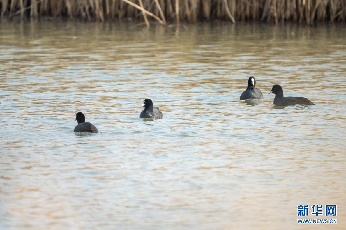 　　河北雄安新区孝义河河口湿地附近三三两两的骨顶鸡在水面上游曳。新华网发 高盟摄