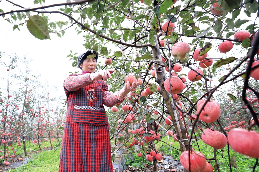 陕西省洛川县凤栖街道芦白村,果农在果园采摘苹果。图片来源:视觉中国