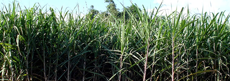 海南省榨季生产基本结束 累计产糖8.98万吨 同比略增