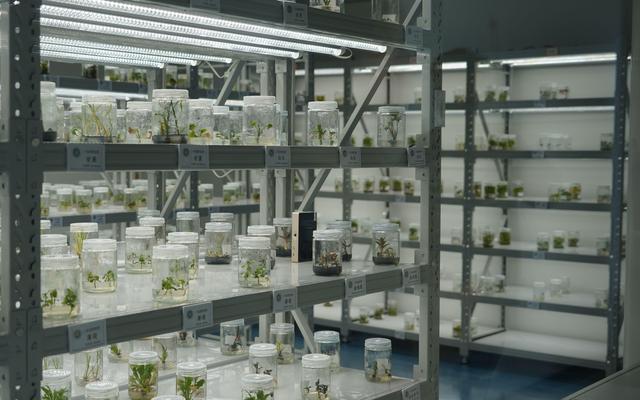 试管苗库中,保存的种质资源。新京报记者 王方杰 摄
