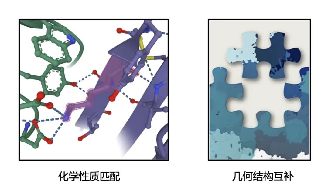 图：能够结合的蛋白质分子必须同时满足化学性质匹配和几何结构互补这两个条件，类似于拼图问题。
