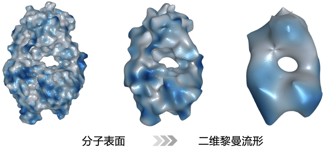 图：抗体蛋白 (PDB ID: 6W41) 表面流形在不同分辨率下的表示。颜色代表分子表面静电势能函数，蓝色为负电荷区域。