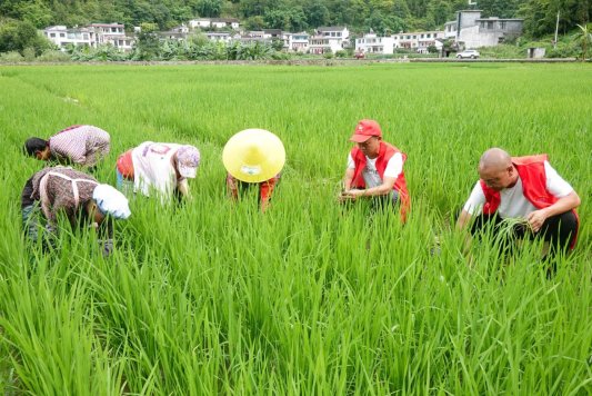 2022年7月，兴义市农业农村局志愿者进田间开展实用技术、技能培训