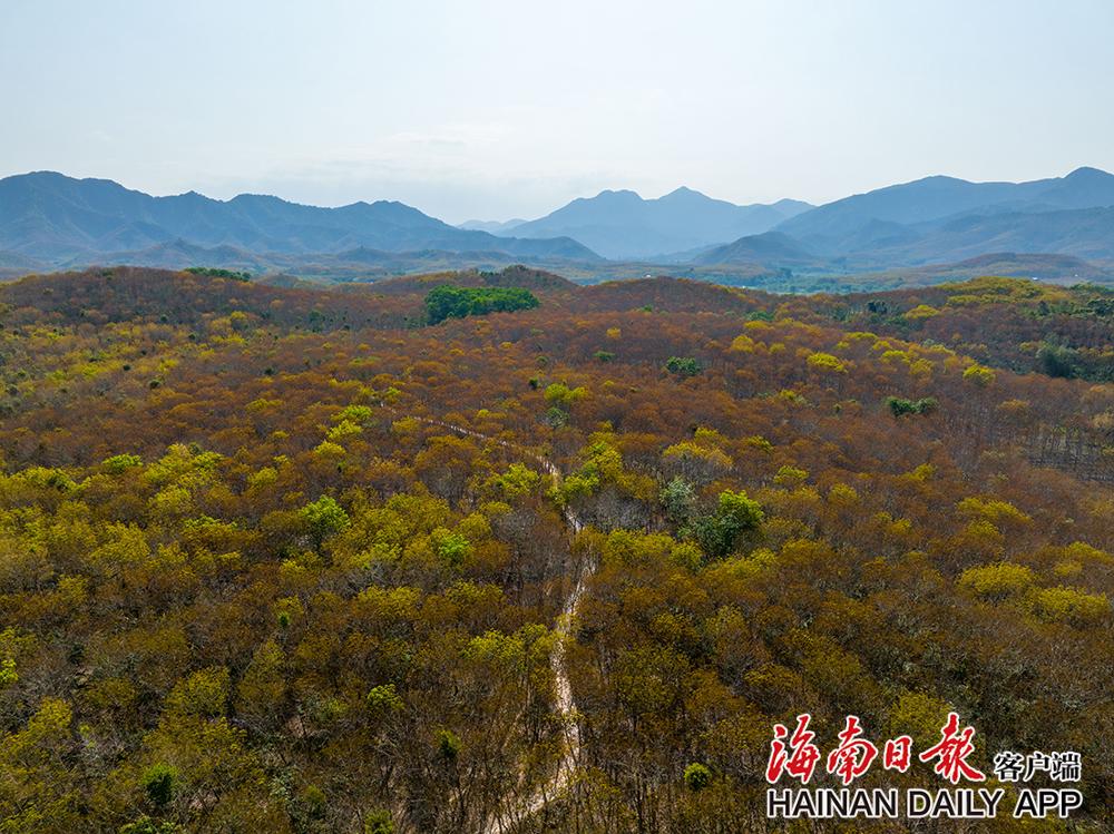 3月6日，在白沙黎族自治县牙叉镇，逆光下的橡胶林。海南日报记者 李天平 摄