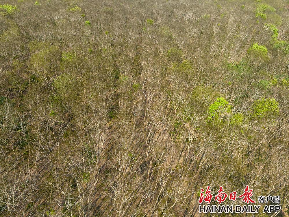 3月6日，在白沙黎族自治县牙叉镇，橡胶林冒出新叶。海南日报记者 李天平 摄