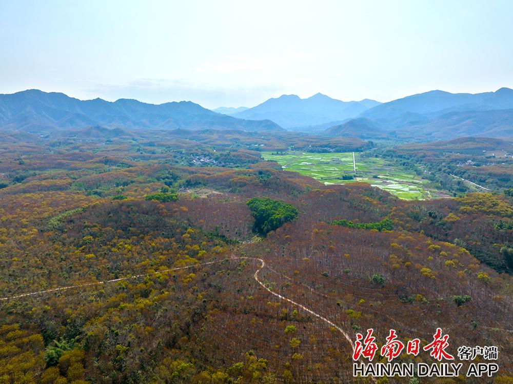 3月6日，在白沙黎族自治县牙叉镇，逆光下的橡胶林。海南日报记者 李天平 摄