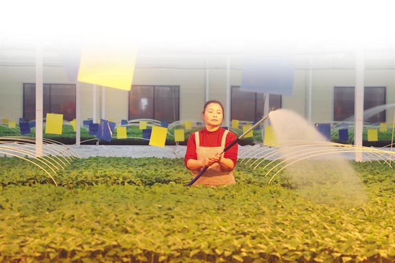 工作人员正在为螺丝椒苗浇水。贵州日报天眼新闻记者 高伟 摄