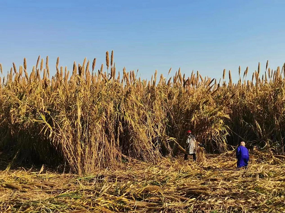 超级芦竹具有生长快、生物量巨大的特点