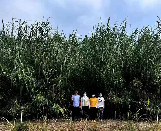 超级芦竹
