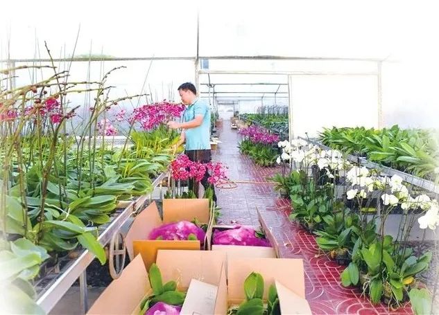 按规划,到2025年,海南省花卉种植面积将达50万亩。工作人员在海口兰花产业园温室内查看兰花。新华社记者 蒲晓旭 摄