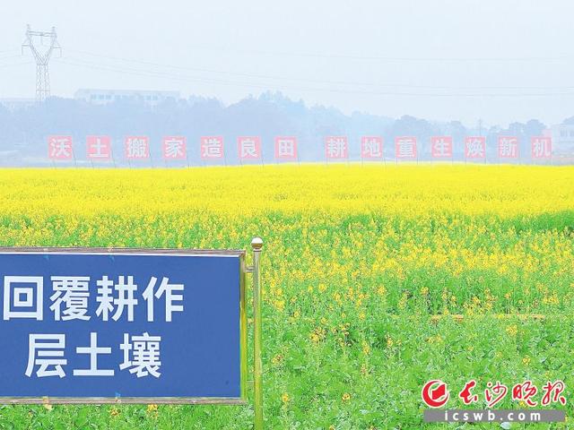 经过回覆耕作层土壤,这片原本贫瘠的土地又变成了肥沃的良田,油菜花开得正盛。长沙晚报全媒体记者 颜开云 摄