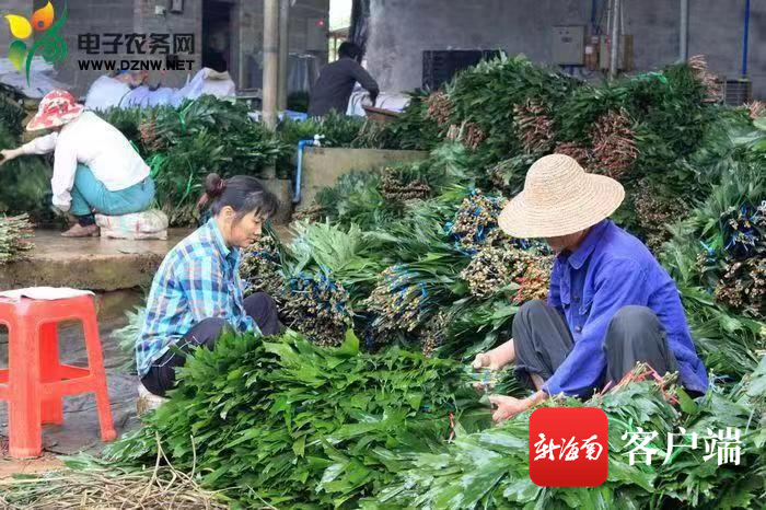 海口三门坡天源叶专业合作社内花农正将切叶分级打包
