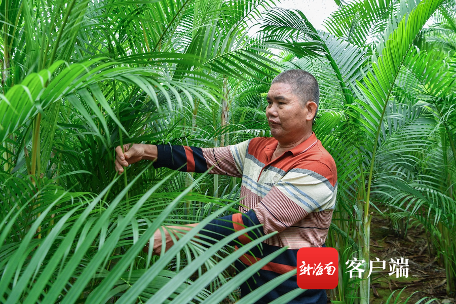 资料图:村民在散尾葵种植基地修剪枝叶