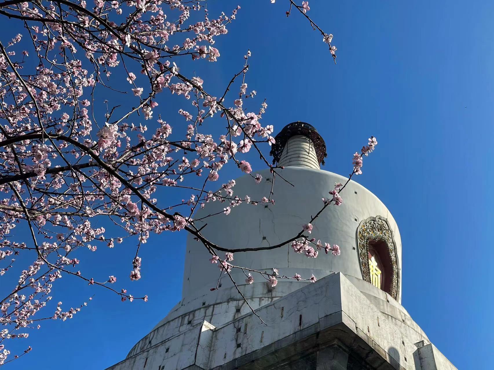 本週北京氣溫上升迅速，北海公園春花提前開放。北京市公園管理中心供圖