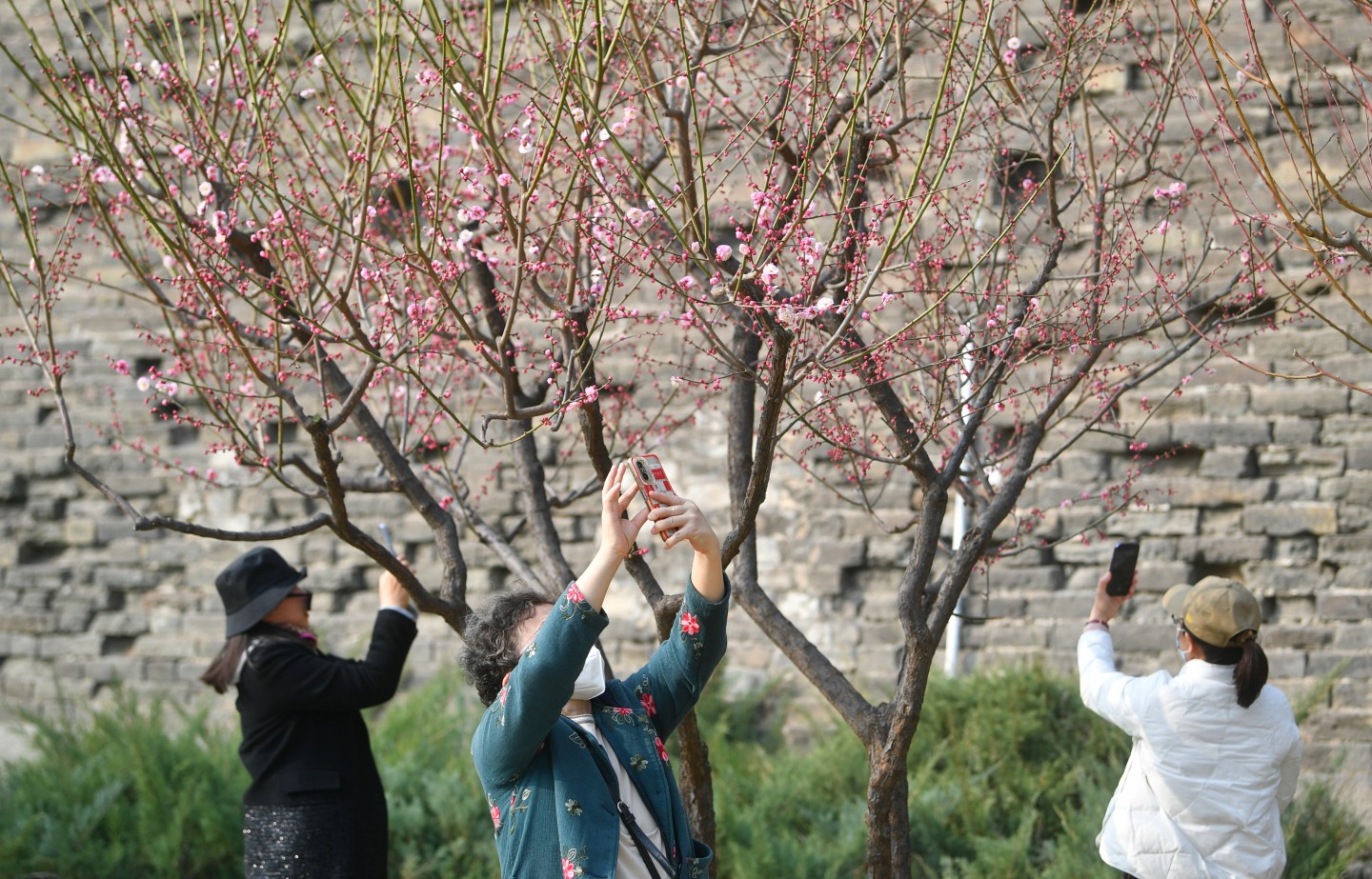 3月7日，明城牆遺址公園，隨著天氣轉暖，梅花開放，吸引了許多遊客前來觀賞、拍照。  新京報記者 王貴彬 攝