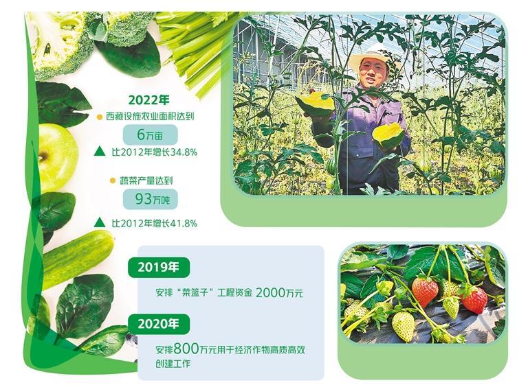 西藏珠峰现代农业科技创新博览园工作人员正在展示成熟的黄瓤西瓜。本报记者 贺建明摄