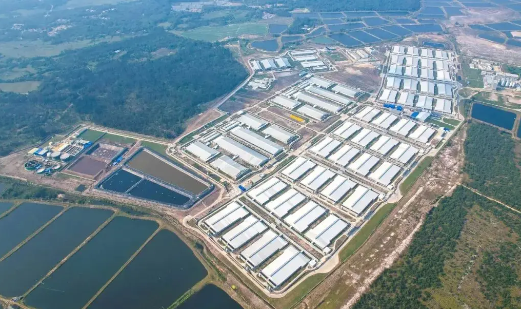 养猪新巨头逆势突围:年出栏量三年破百万,京基智农营收净利近倍增长