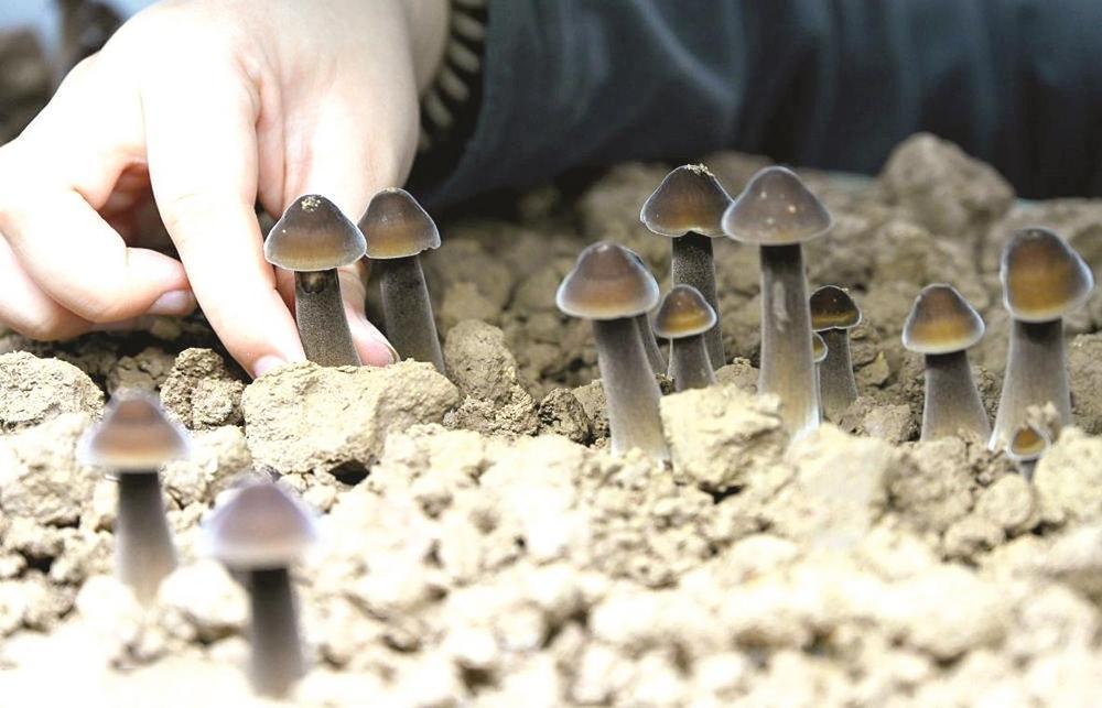 图为2023年2月27日，河北省邯郸市广平县东张孟镇牛庄村村民在采摘黑皮鸡枞菌。