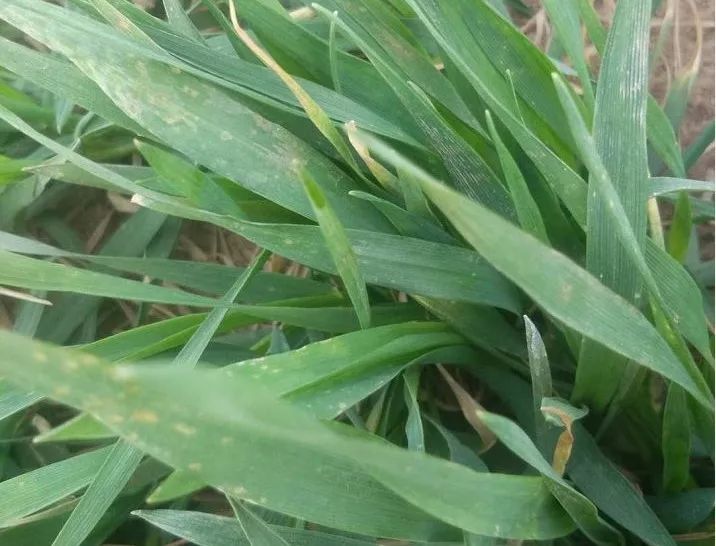 紧急提醒:小麦进入拔节期,严禁再打除草剂!
