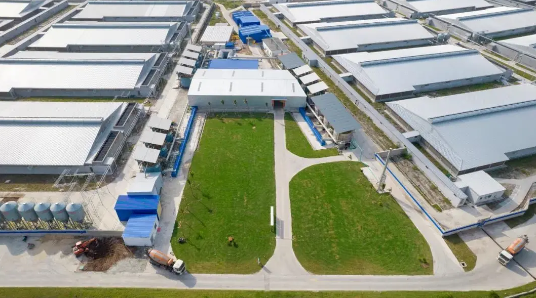 养猪新巨头逆势突围:年出栏量三年破百万,京基智农营收净利近倍增长