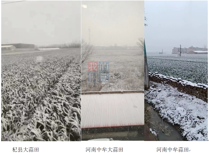Mysteel解读:3月桃花雪,是否对大蒜苗造成致命影响