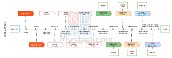 Mysteel解读:3月桃花雪,是否对大蒜苗造成致命影响