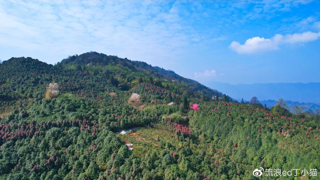 来四川蒙顶山看千亩茶花盛景