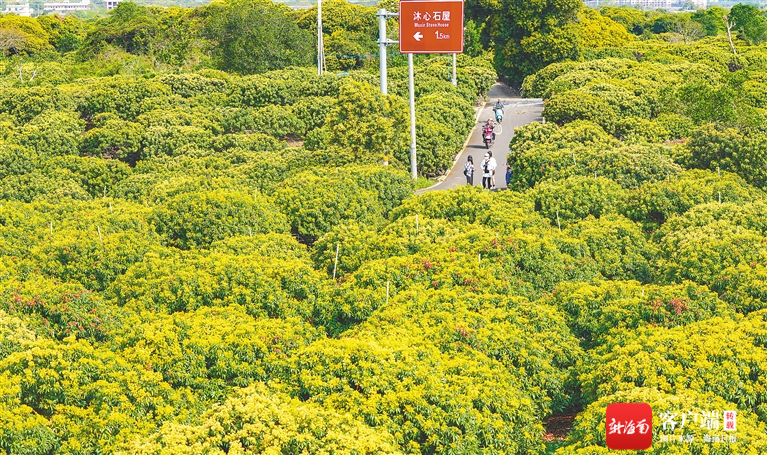 　　3月9日，在海口秀英区永兴镇，上万亩荔枝花竞相绽放。海南日报记者 陈元才 摄