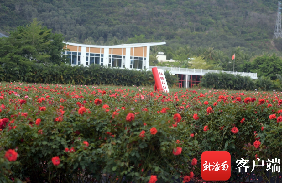 　　2023三亚国际玫瑰文化节将于4月9日晚在吉阳区博后村玫瑰谷启幕。记者 沙晓峰 摄