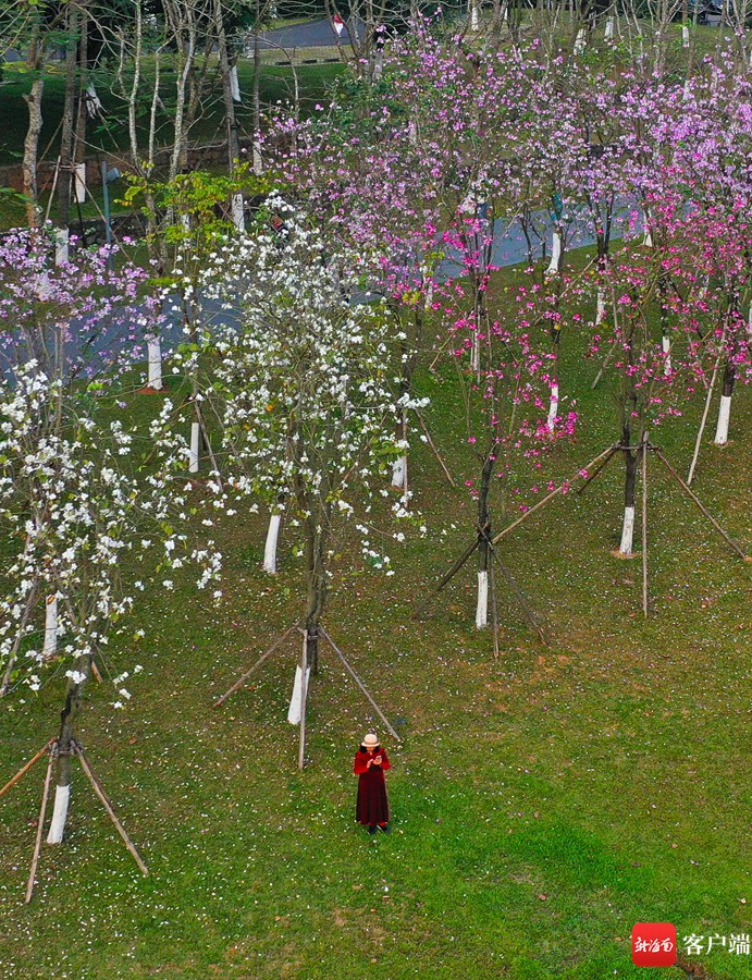 　　美舍河湿地公园成片的紫荆花盛开。记者汪承贤 摄