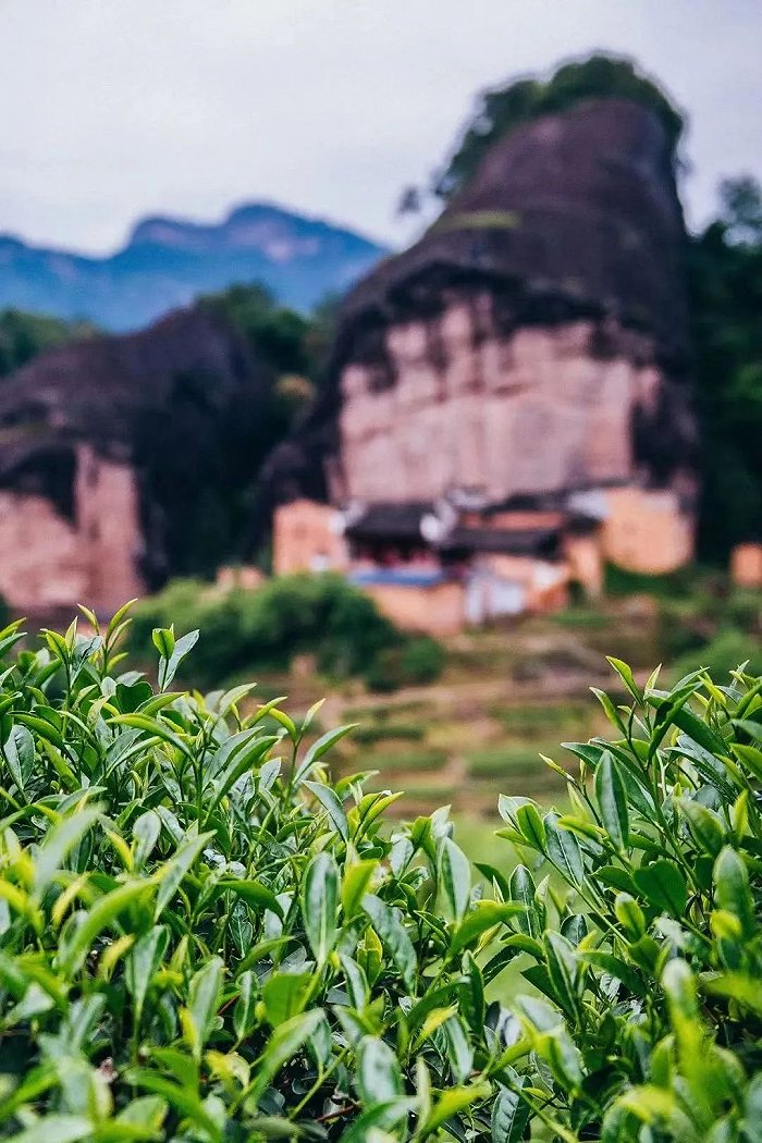 武夷山属于典型的丹霞地貌,且岩岩有好茶,图/地道寻茶记