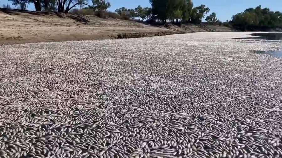 △死魚“鋪”滿一大片河面
