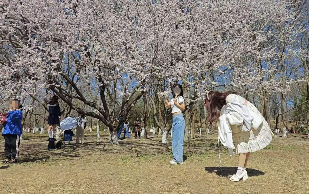 不远处,一位三四岁的小女孩见此情景,也想伸手折花,却被妈妈及时发现制止了。