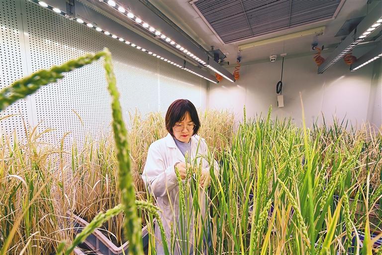 图为在天津市农业科学院农作物研究所，科研人员在人工气候室内考察小站稻试验材料性状。 新华社记者 孙凡越 摄