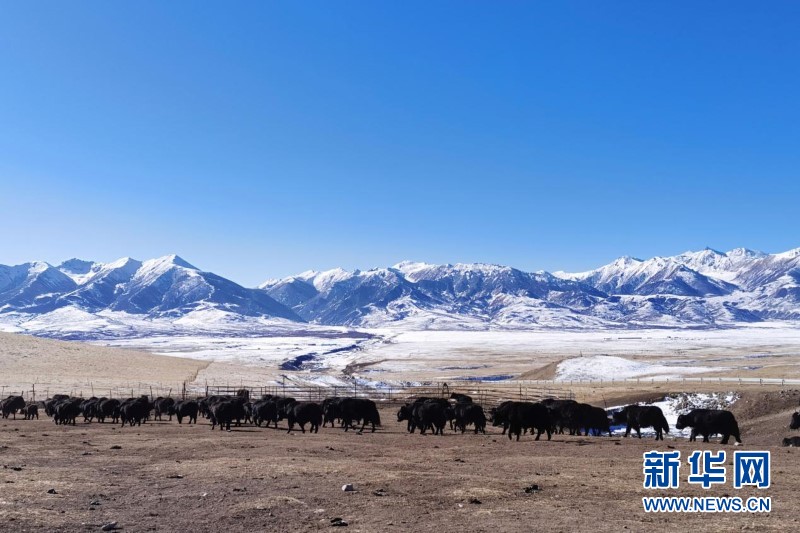 雪后的甘南藏族自治州玛曲县欧拉秀玛乡。宋昱静 摄